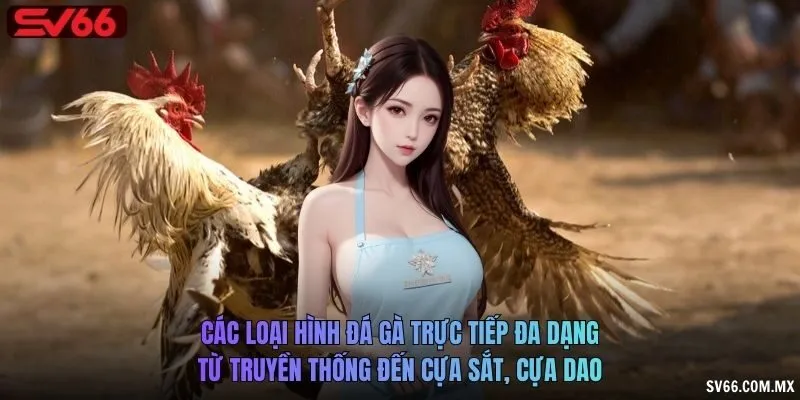 Các loại hình đá gà trực tiếp đa dạng, từ truyền thống đến cựa sắt, cựa dao