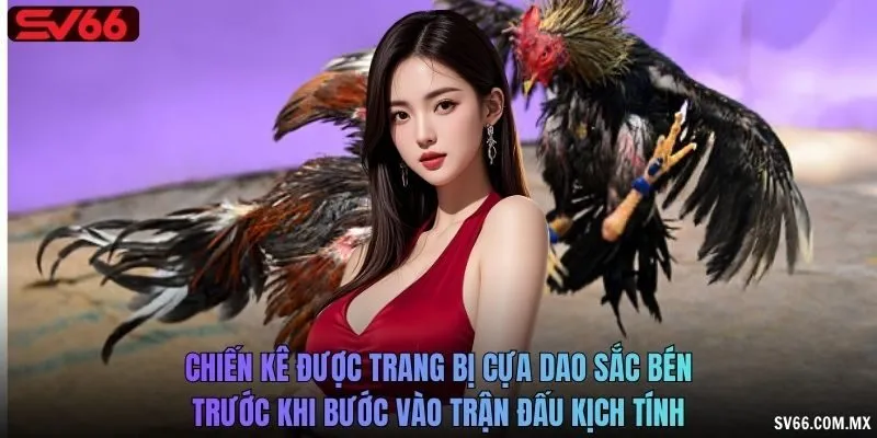 Chiến kê được trang bị cựa dao sắc bén trước khi bước vào trận đấu kịch tính