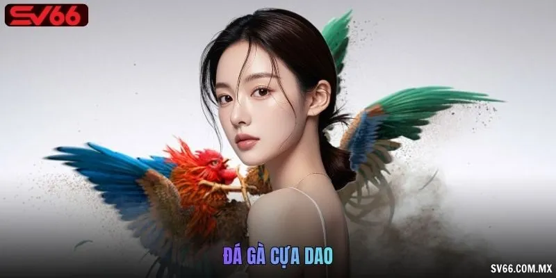Đá gà cựa dao