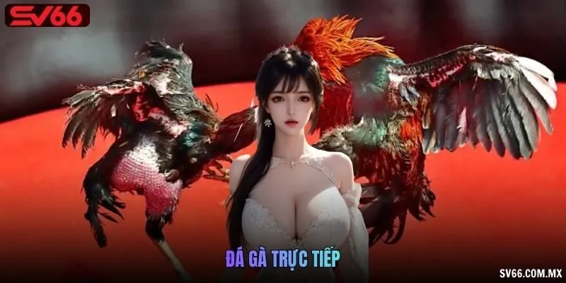 Đá gà trực tiếp