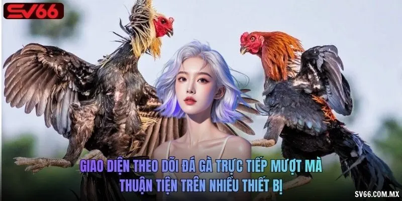 Giao diện theo dõi đá gà trực tiếp mượt mà, thuận tiện trên nhiều thiết bị