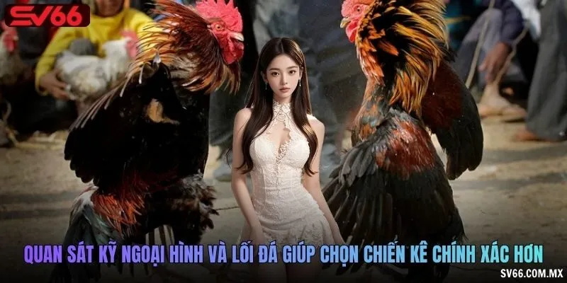 Quan sát kỹ ngoại hình và lối đá giúp chọn chiến kê chính xác hơn