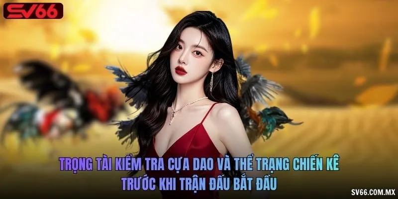 Trọng tài kiểm tra cựa dao và thể trạng chiến kê trước khi trận đấu bắt đầu